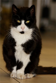 Kater Felix Kater Felix