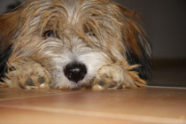 Hundeschnauze Hundeschnauze